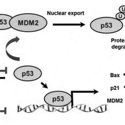 The Mdm2 P53 Interaction Download Scientific Diagram