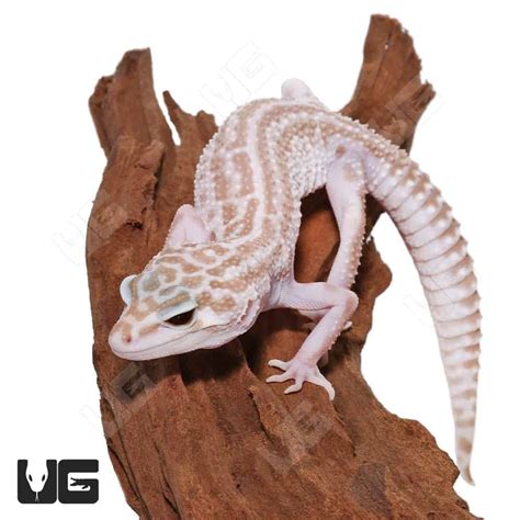 Juvenile Albino Super Snow Leopard Geckos (Eublepharis macularius) For ...