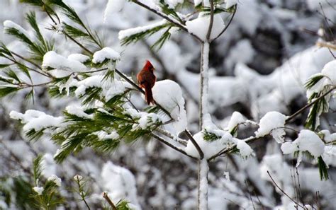 Cardinal By John Predom On Capture My Vermont After The Storm A