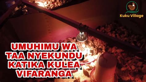 Umuhimu Wa Taa Nyekundu Katika Kulea Vifaranga YouTube