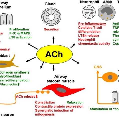 Recycling Pathway Of Acetylcholine Ach Synthesis Release Action And