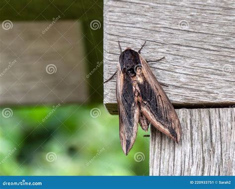 Privet Hawk Moth Aka Sphinx Ligustri Stock Image Image Of Brown