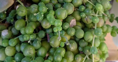 Water String Of Pearls Care SUCCULENTdotCARE