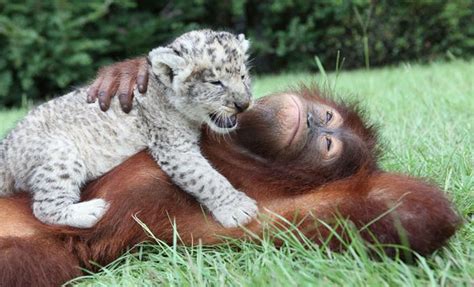 Lion Cubs with Their New Dad | Animals