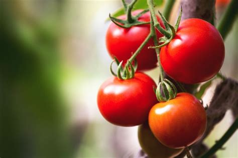 Tomato Price Surges To Rs 60 70 Per Kg In Almost All Big Cities Check