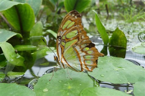 Malachite Butterfly - Free photo on Pixabay