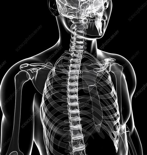 Human Skeletal System Artwork Stock Image F010 4516 Science