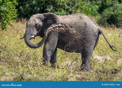 African Bush Elephant Throws Mud Over Flank Stock Photo Image Of