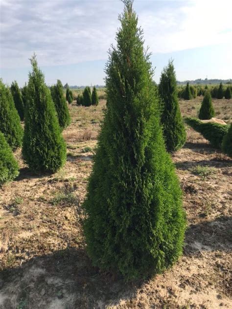 Thuja Smaragd 100 120 cm Rotklump EXKLUSIV Nordensgård Exklusiva