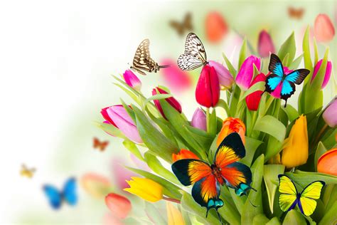 Spring Butterfly Wallpaper - WallpaperSafari