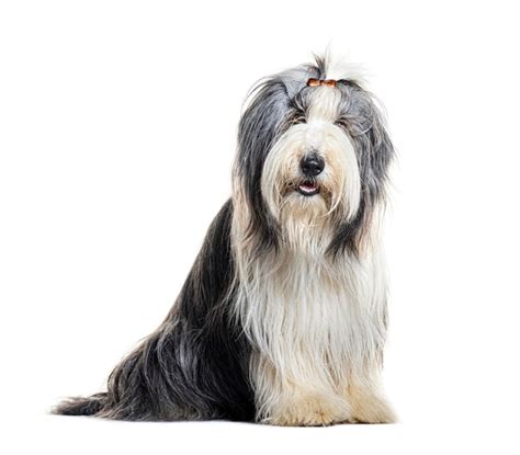 Premium Photo Groomed Bearded Collie With Hair Clip Sitting Isolated