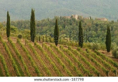 Vineyards - Tuscany, Italy Stock Photo 187798 : Shutterstock