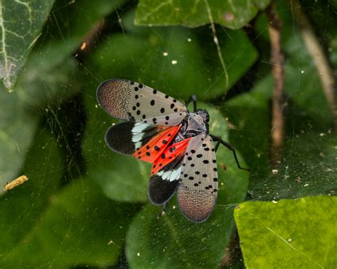 Spotted Lanternfly (Lycorma delicatula) - Tualatin Soil and Water ...