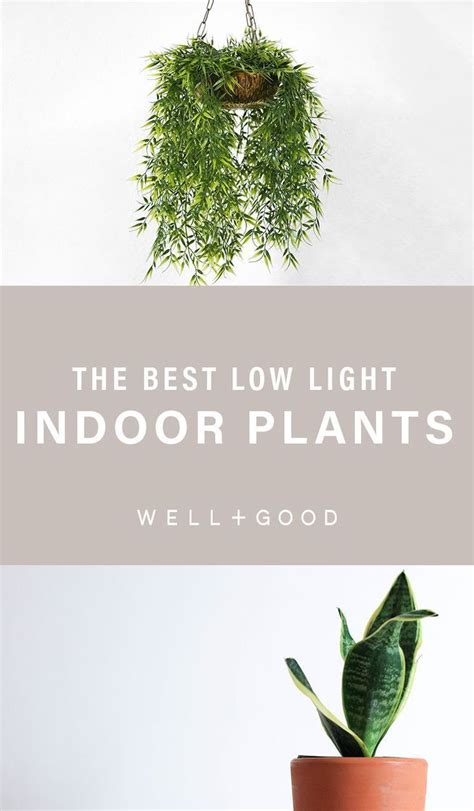 indoor plants low light - House Plants | Indoor plants low light, House plants indoor, Plants