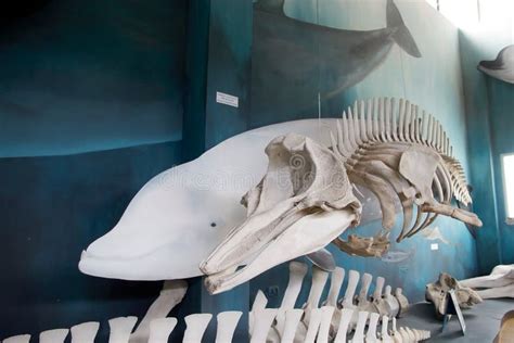 Scheletro Di Una Balena Al Museo A Estancia Harberton In Tierra Del