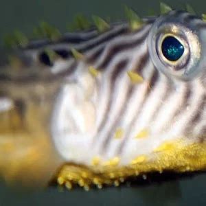 Striped burrfish - Facts, Diet, Habitat & Pictures on Animalia.bio