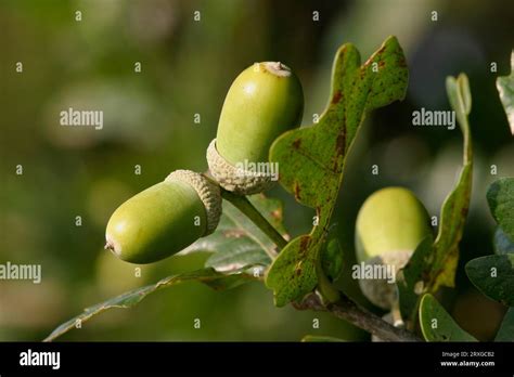 Acorns Of English Oak Quercus Robur Oak Stock Photo Alamy