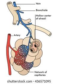 Artery Vein Diagram On White Background Stock Illustration 436571095 ...