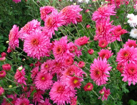 Купить семена Хризантема Chrysanthemum Stelutza в Москве: доставка ...