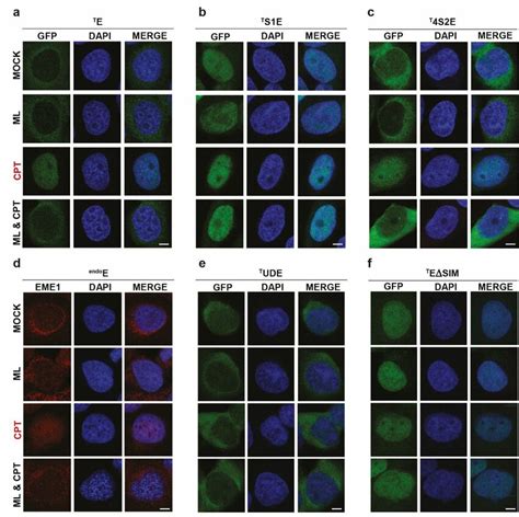 Sumoylation Signature And Sumosim Interaction Direct Eme1´s