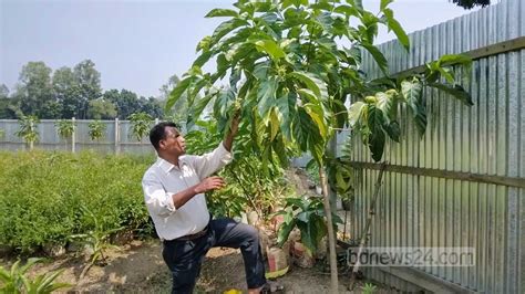 টাঙ্গাইলে বাণিজ্যিকভাবে চাষ হচ্ছে ‘ননী ফল