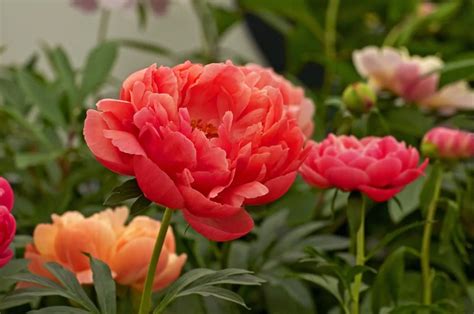 31 Types of Peonies (All Colors, Bloom Types and Varieties) Itoh ...