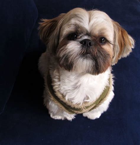 The 250 Most Popular Shih Tzu Dog Names Of 2020 The Dogman