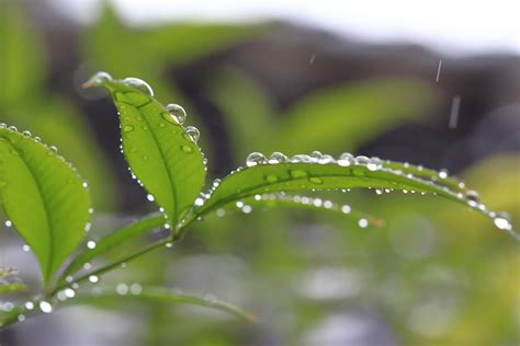 プロが教える花としずくフォトの撮り方！水滴に映る美しい世界を撮ろう 神戸ファインダー