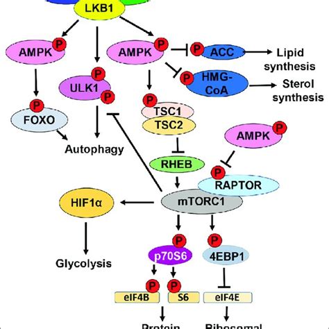 HIF1α promotes expression of glycolytic enzymes Schematic