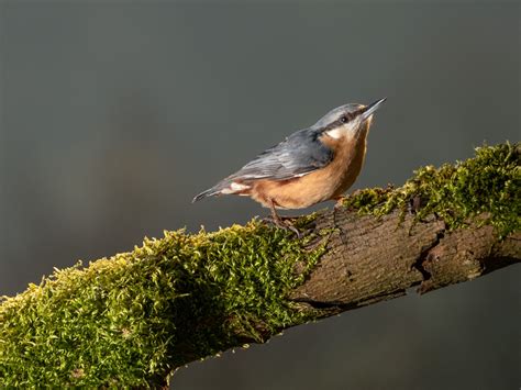 Photographer David Travis Setup His Backyard To Shoot Birds In A Creative Way