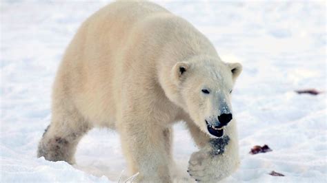 Polar Bear Killed After Attack On Arctic Cruise Ship Guard In Norway Abc News