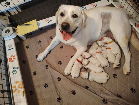 Labrador Retriever (Lab) Puppies For Sale In North Carolina