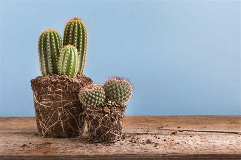 Do Cacti Have Roots? (What They Look Like) - CactusCare