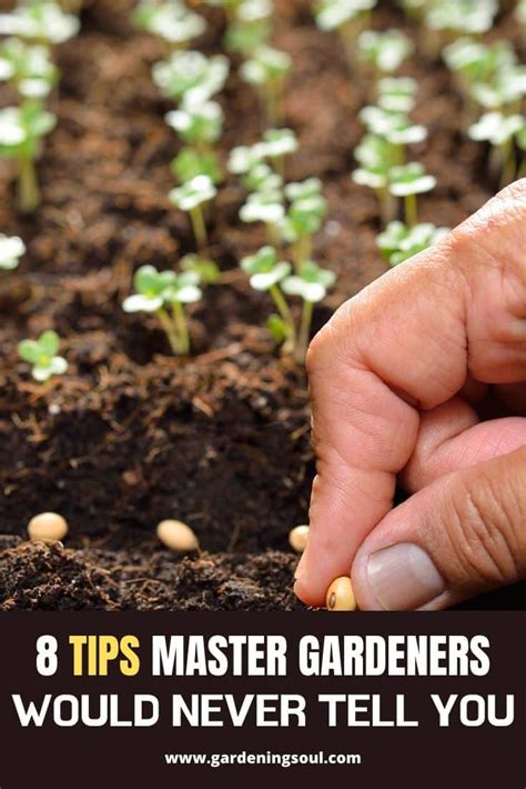 Tips Master Gardeners Gardening Soul