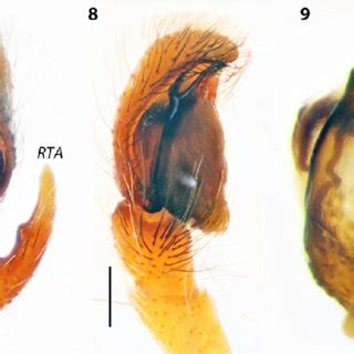 Copulatory Organs Of Holotype 6 8 And Paratype MMUE 9 10 Male