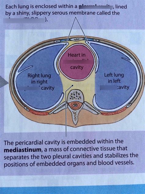 Thoracic Cavity Diagram Quizlet