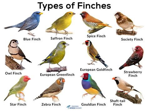 Different Types of Domestic Finches