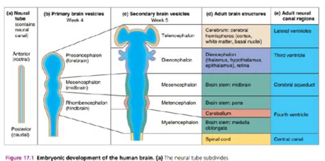 Lab Human Brain Flashcards Quizlet