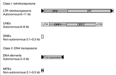 Classification And Structure Of Tes Long Terminal Repeat Ltr