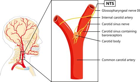 Carotid Sinus And Carotid Body Afferent Nerve Fibers Travel From The