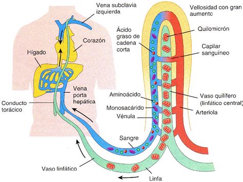 Para Serem Absorvidos Pelas C Lulas Do Intestino Humano Sololearn