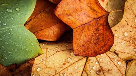 Wallpaper X Px Closeup Depth Of Field Leaves Macro