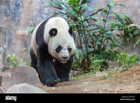 Giant panda eating bamboo Stock Photo - Alamy