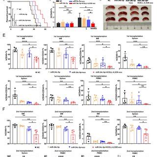 HCELL IL3OE Exo Loaded With MiR 34c 5p Promote The Eradication Of LSCs