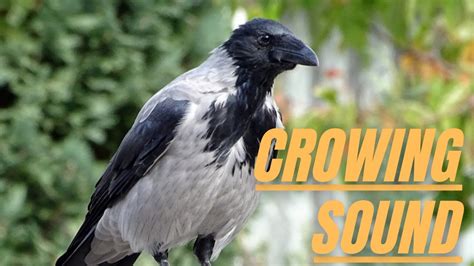 Crow Bird Crowing Sound Crow Voice Video Crow Crows Kingdom Of