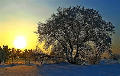 Wallpaper winter, the sun, snow, trees, dawn, Russia, Siberia for ...