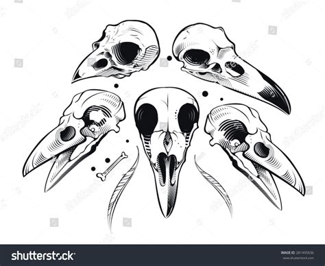 Vector Crow Skull Bird Skull Tattoo Animal Skull Tattoos Crow Skull