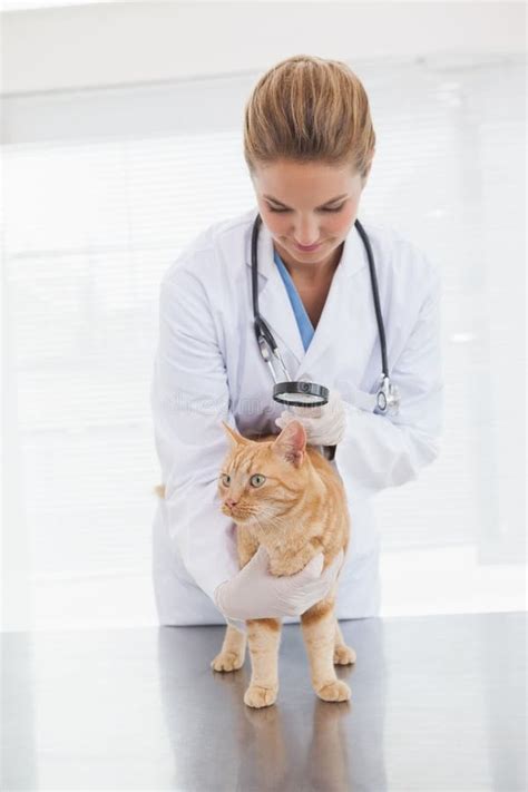 Vet Checking A Cats Heartbeat Stock Photo Image Of Standing Health