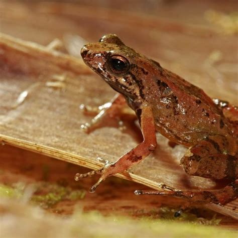 Leptodactylus fallax, spécimen récolté à Saint-Joseph (Dominique) en... | Download Scientific ...