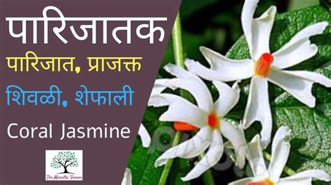 Parijata Flower Information In Marathi Best Flower Site